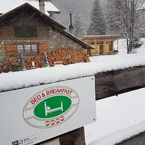 Abete Bianco Auronzo di Cadore
